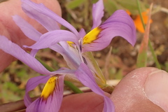Moraea ciliata