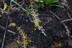 Utricularia ochroleuca