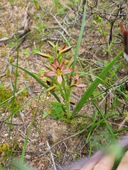 Wachendorfia multiflora