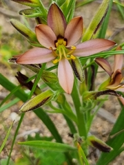 Wachendorfia multiflora