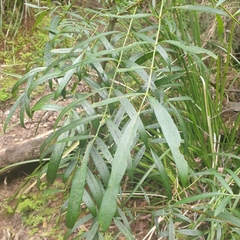 Polyscias sambucifolia