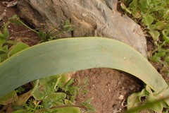 Trachyandra falcata
