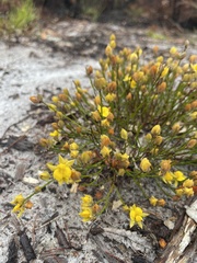 Jacksonia stackhousei