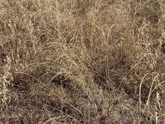 Sporobolus cryptandrus