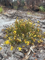 Jacksonia stackhousei