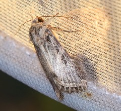 Spodoptera littoralis