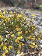 Jacksonia stackhousei