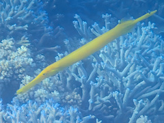 Aulostomus chinensis