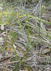 Stackhousia monogyna