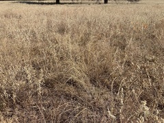 Sporobolus cryptandrus