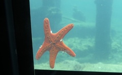 Pentagonaster duebeni