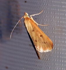 Achyra nudalis