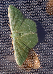 Phaiogramma etruscaria