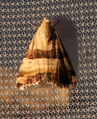 Pseudozarba bipartita