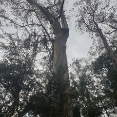 Myrtoideae