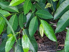 Ficus virgata
