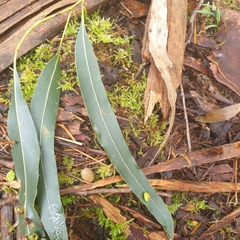 Myrtoideae