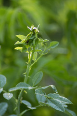 Rosa majalis