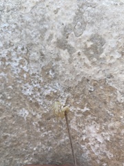 Aegaeobuthus gibbosus