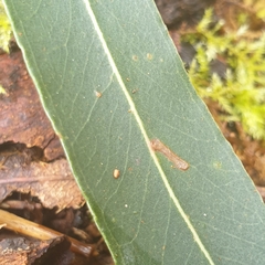 Myrtoideae