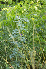 Rosa majalis