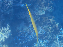 Aulostomus chinensis