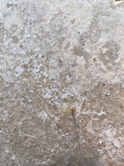 Aegaeobuthus gibbosus