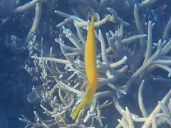 Aulostomus chinensis