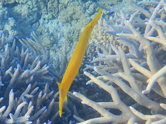 Aulostomus chinensis