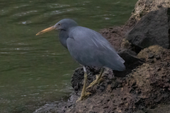 Egretta sacra