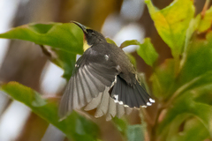 Myzomela jugularis