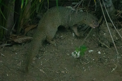 Urva auropunctata