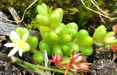 Saxifragales
