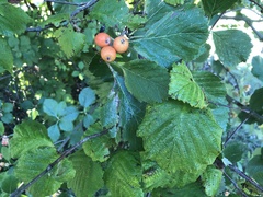 Scandosorbus intermedia