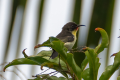Myzomela jugularis