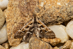 Diasemia grammalis