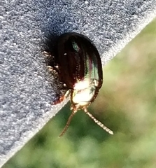 Chrysolina americana