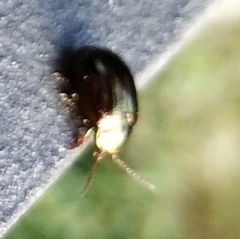 Chrysolina americana