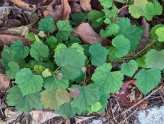 Ampelopsis glandulosa hancei