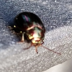 Chrysolina americana