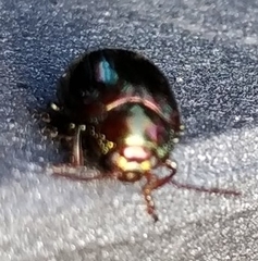 Chrysolina americana