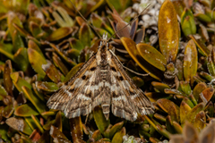 Diasemia grammalis
