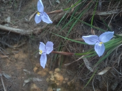 Patersonia