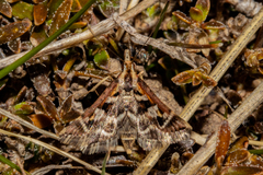 Diasemia grammalis