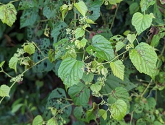 Ampelopsis glandulosa hancei