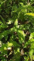 Nephrolepis hirsutula