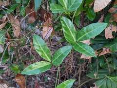 Tetrastigma formosanum