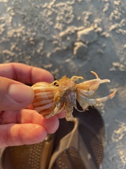 Isocheles wurdemanni