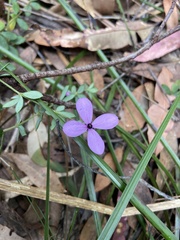 Tetratheca thymifolia