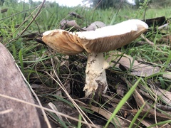 Amanita xanthocephala